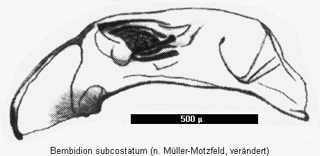 bembidion_subcostatum.gif