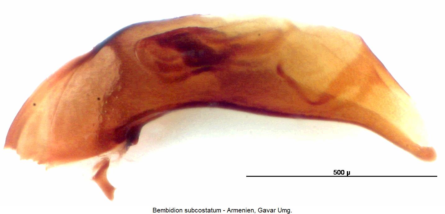 bembidion_subcostatum.jpg