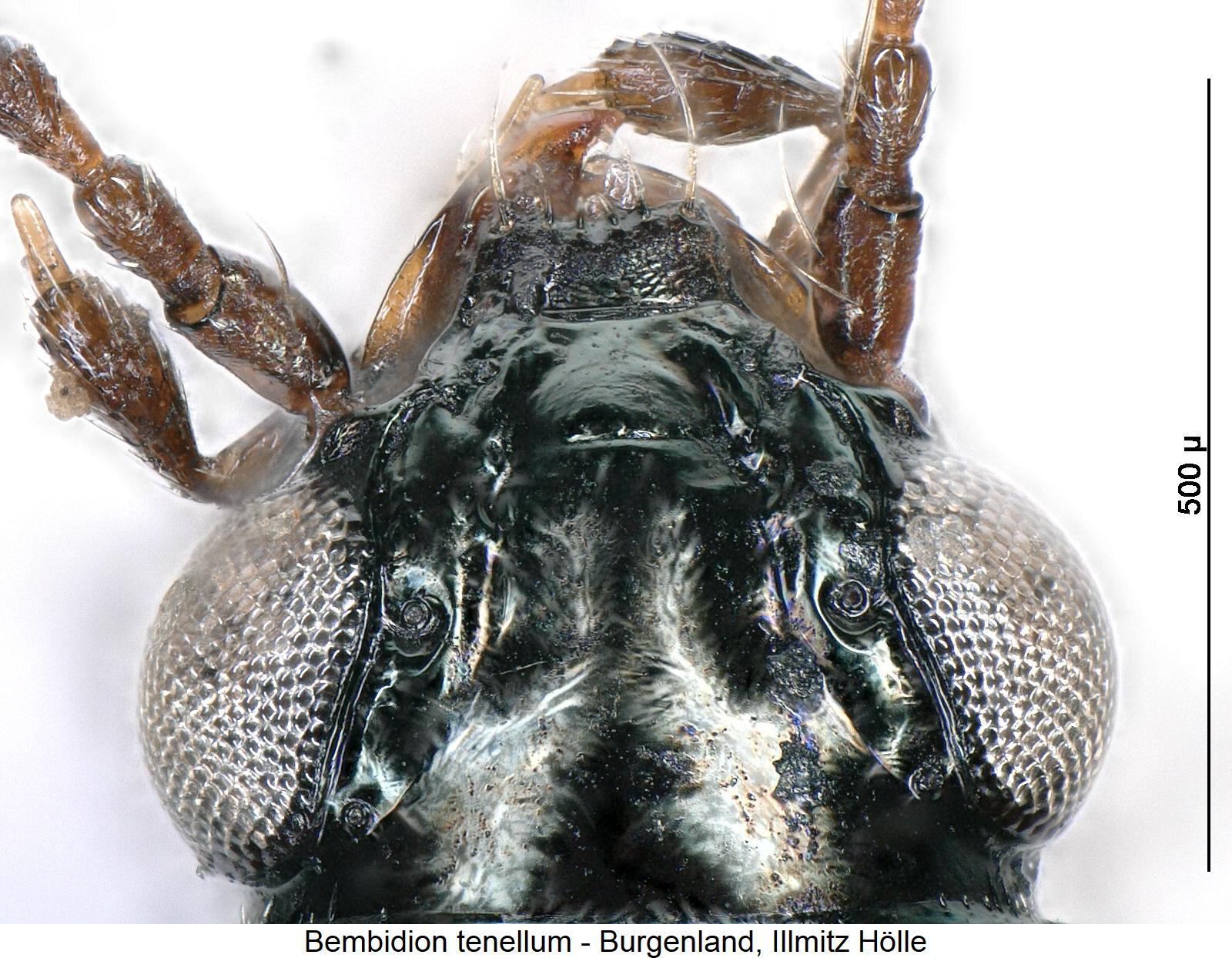 bembidion_tenellum_k.jpg