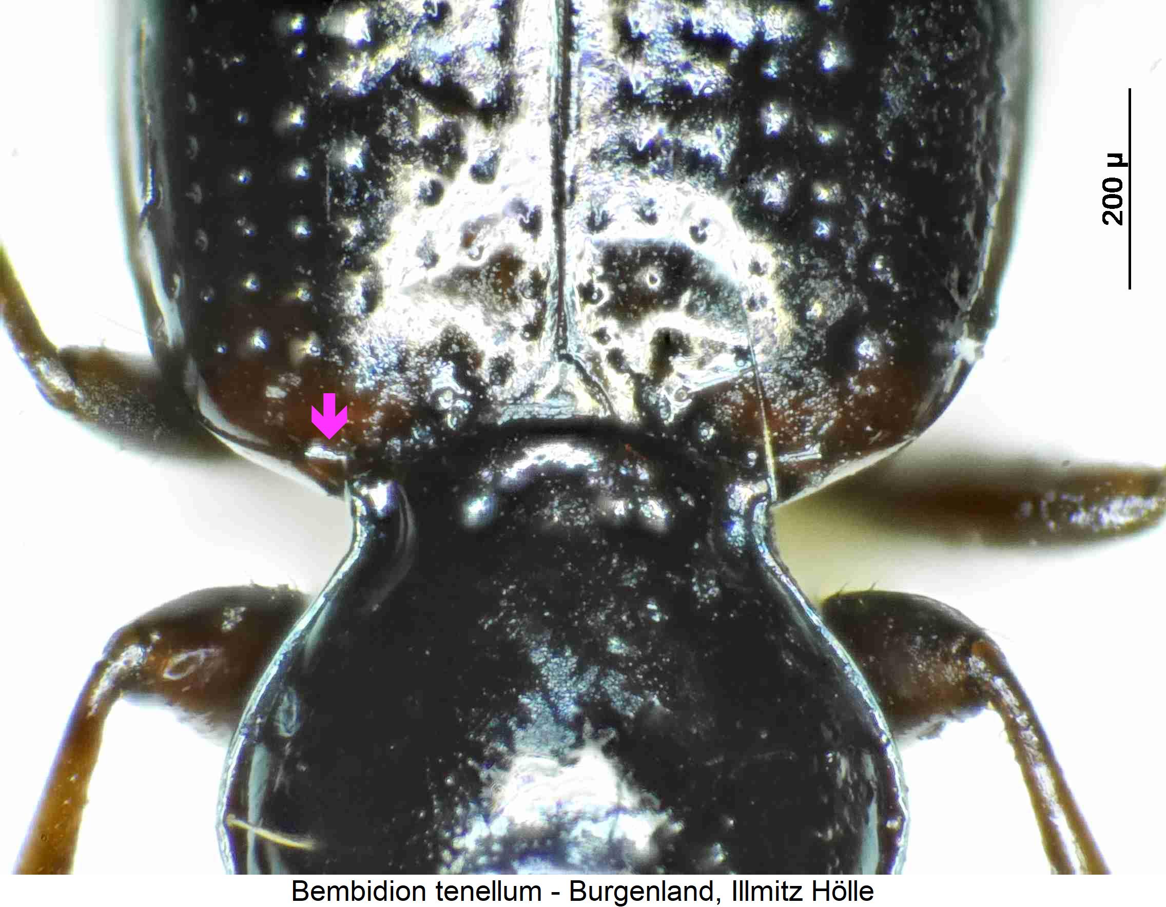 bembidion_tenellum_vk1.jpg