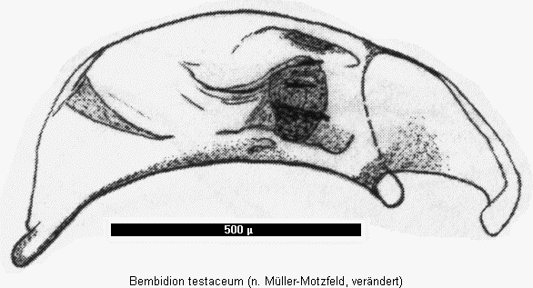 bembidion_testaceum.gif