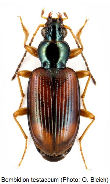 bembidion_testaceum_hab.jpg
