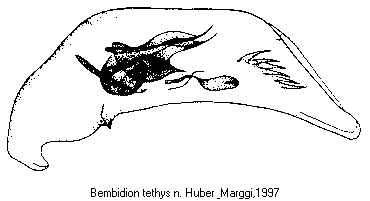 bembidion_tethys.gif