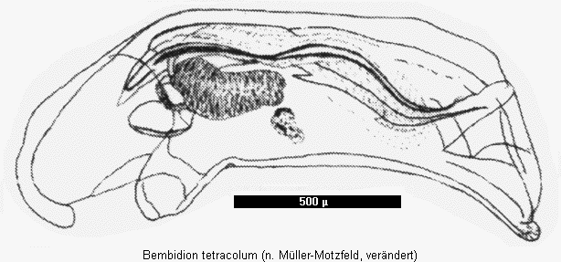 bembidion_tetracolum.gif