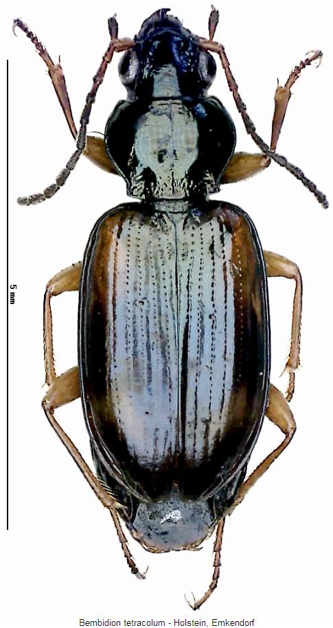bembidion_tetracolum_hab.jpg