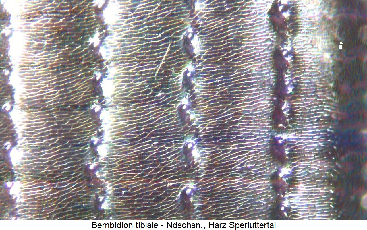 bembidion_tibiale_ms.jpg