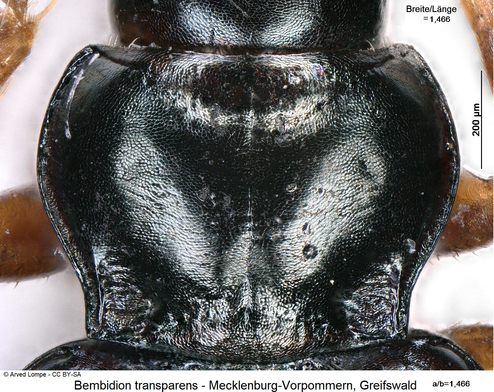 bembidion_transparens_ck931_hsch.jpg