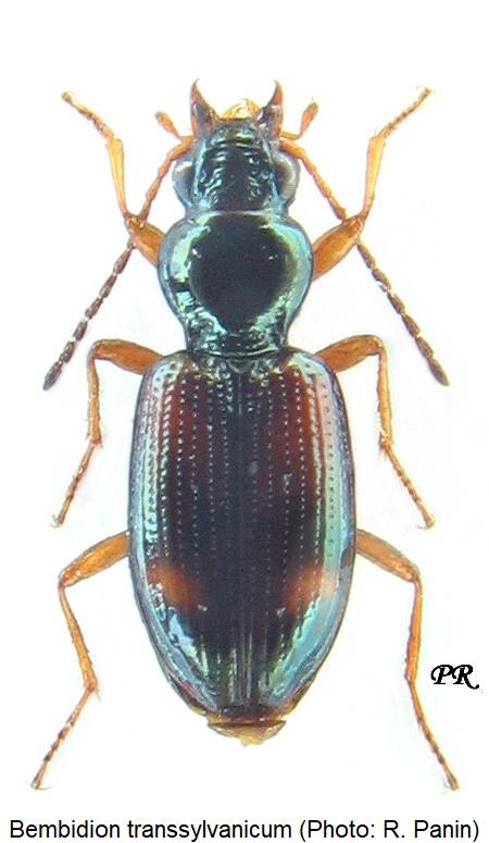 bembidion_transsylvanicum_hab.jpg