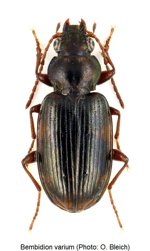 bembidion_varium_hab.jpg