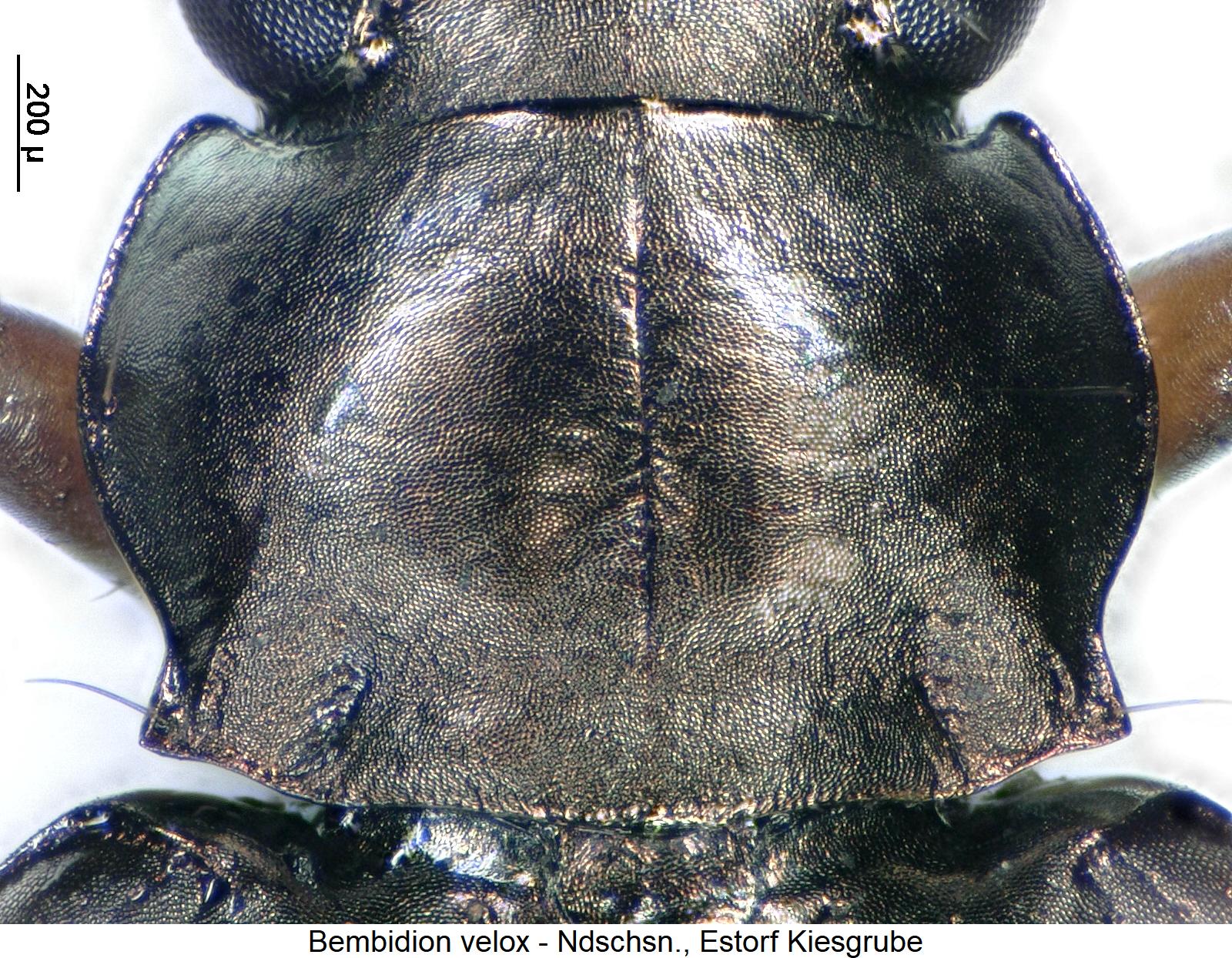 bembidion_velox_hsch.jpg