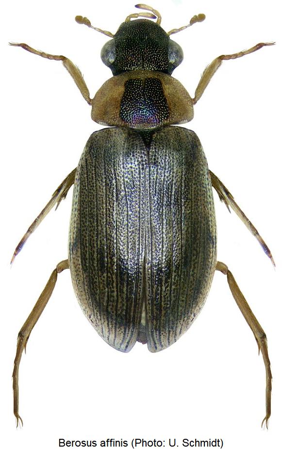 berosus_affinis_hab.jpg