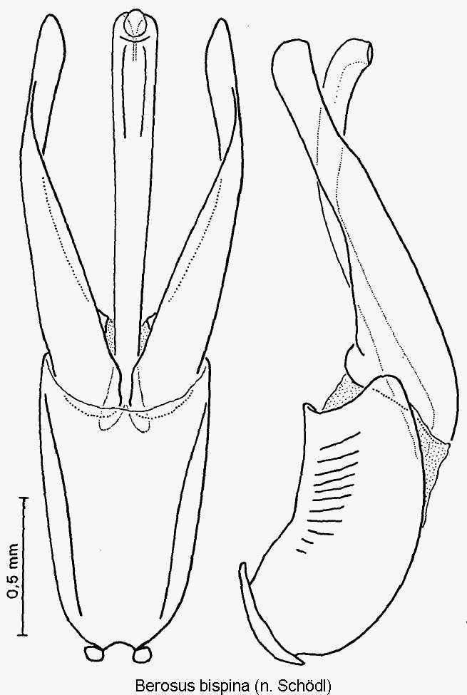 berosus_bispina.gif
