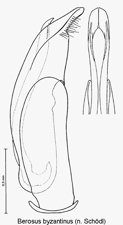 berosus_byzantinus.gif
