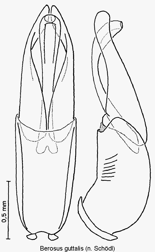 berosus_guttalis.gif