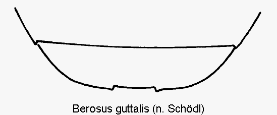 berosus_guttalis_ster.gif