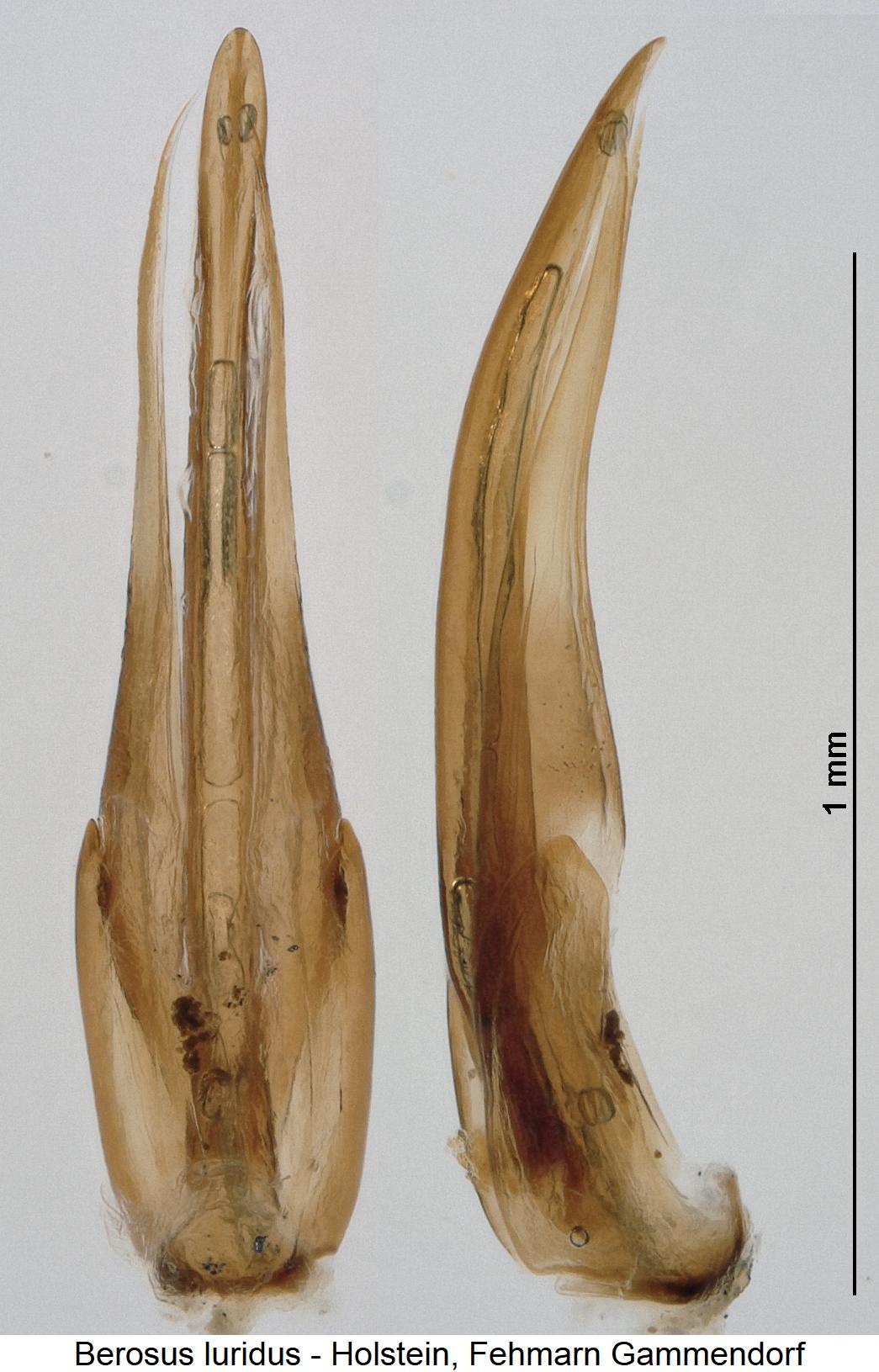 berosus_luridus.jpg