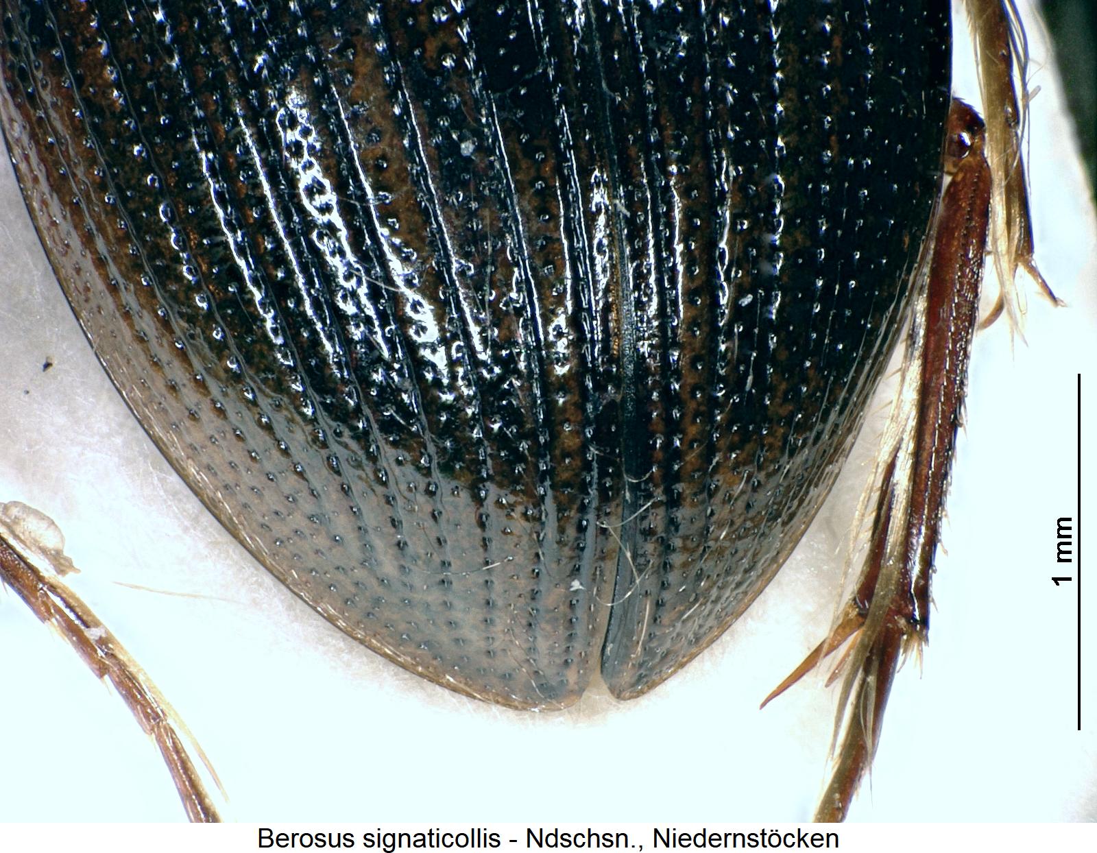 berosus_signaticollis_fld.jpg