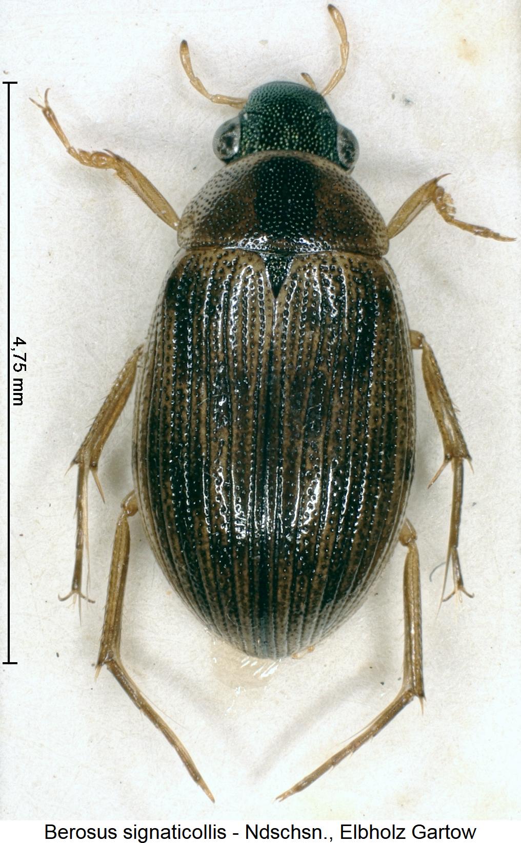 berosus_signaticollis_hab.jpg