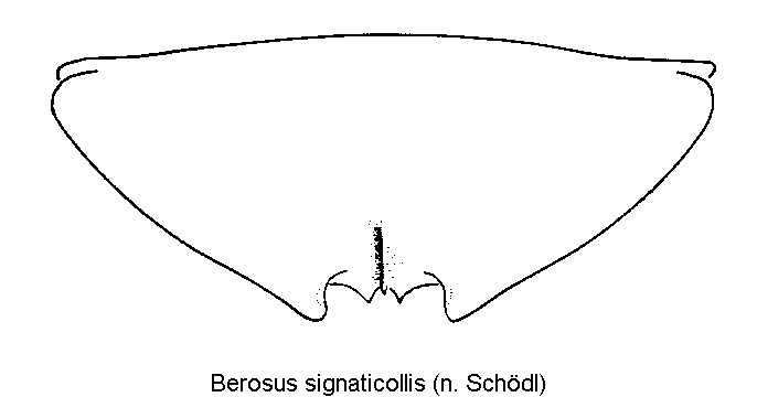 berosus_signaticollis_ster.gif