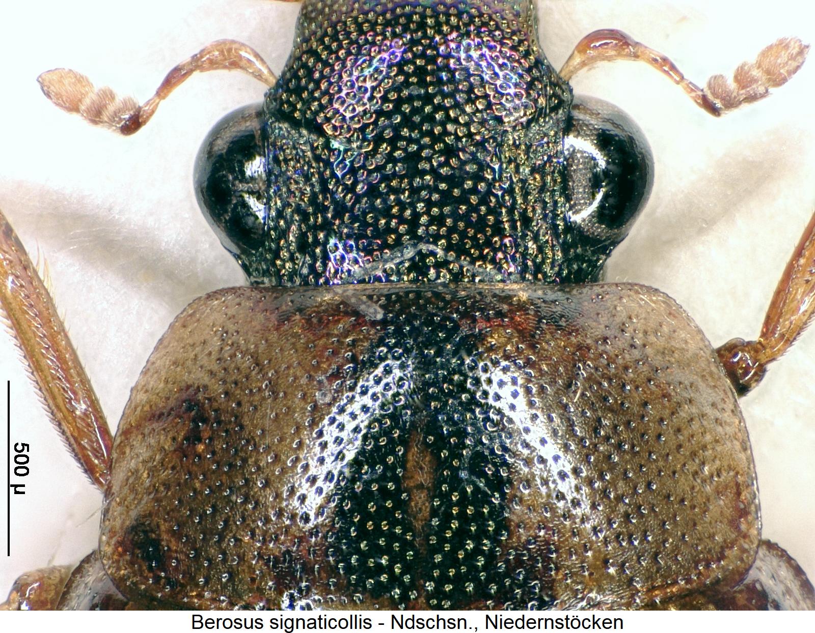 berosus_signaticollis_vk1.jpg
