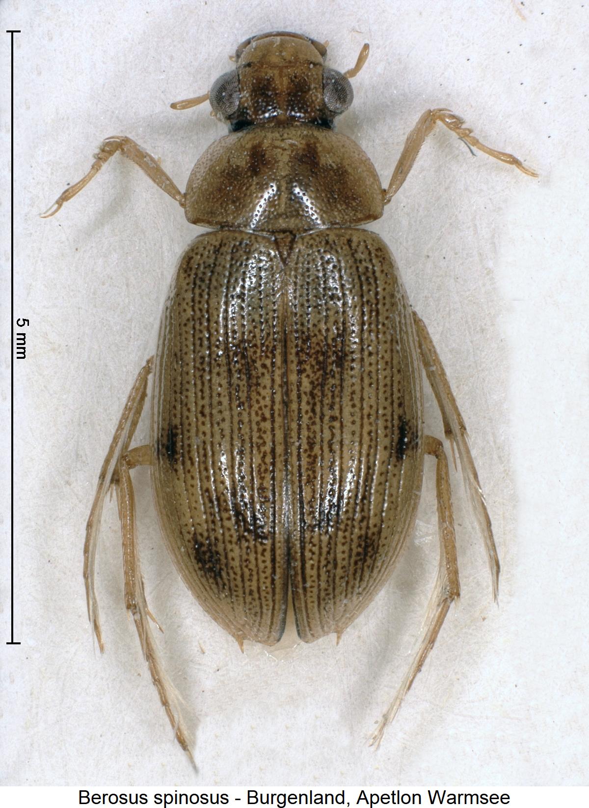berosus_spinosus_hab.jpg