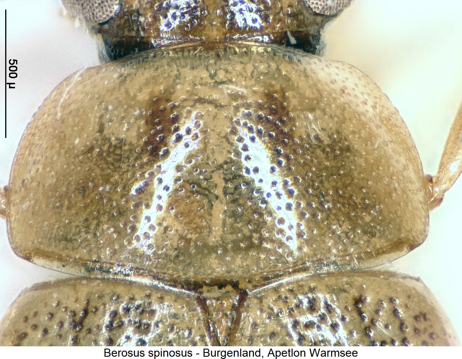 berosus_spinosus_hsch.jpg