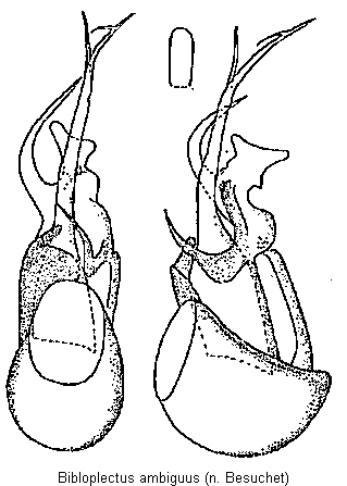 bibloplectus_ambiguus.gif