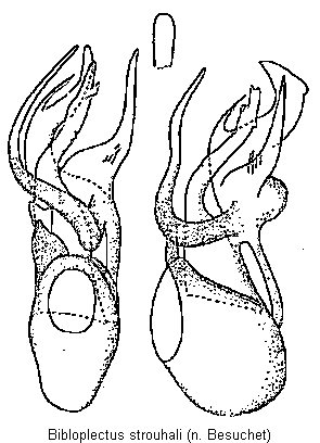 bibloplectus_strouhali.gif