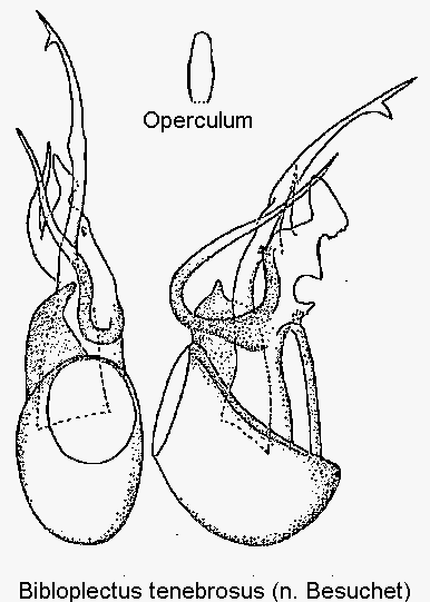 bibloplectus_tenebrosus.gif