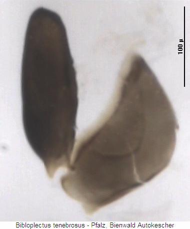 bibloplectus_tenebrosus_op.jpg
