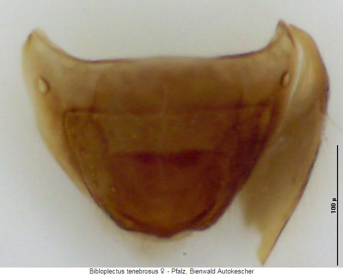bibloplectus_tenebrosus_pyg.jpg