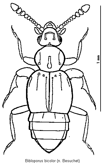 bibloporus_bicolor_hab.gif