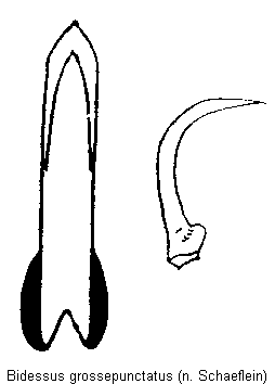 bidessus_grossepunctatus.gif