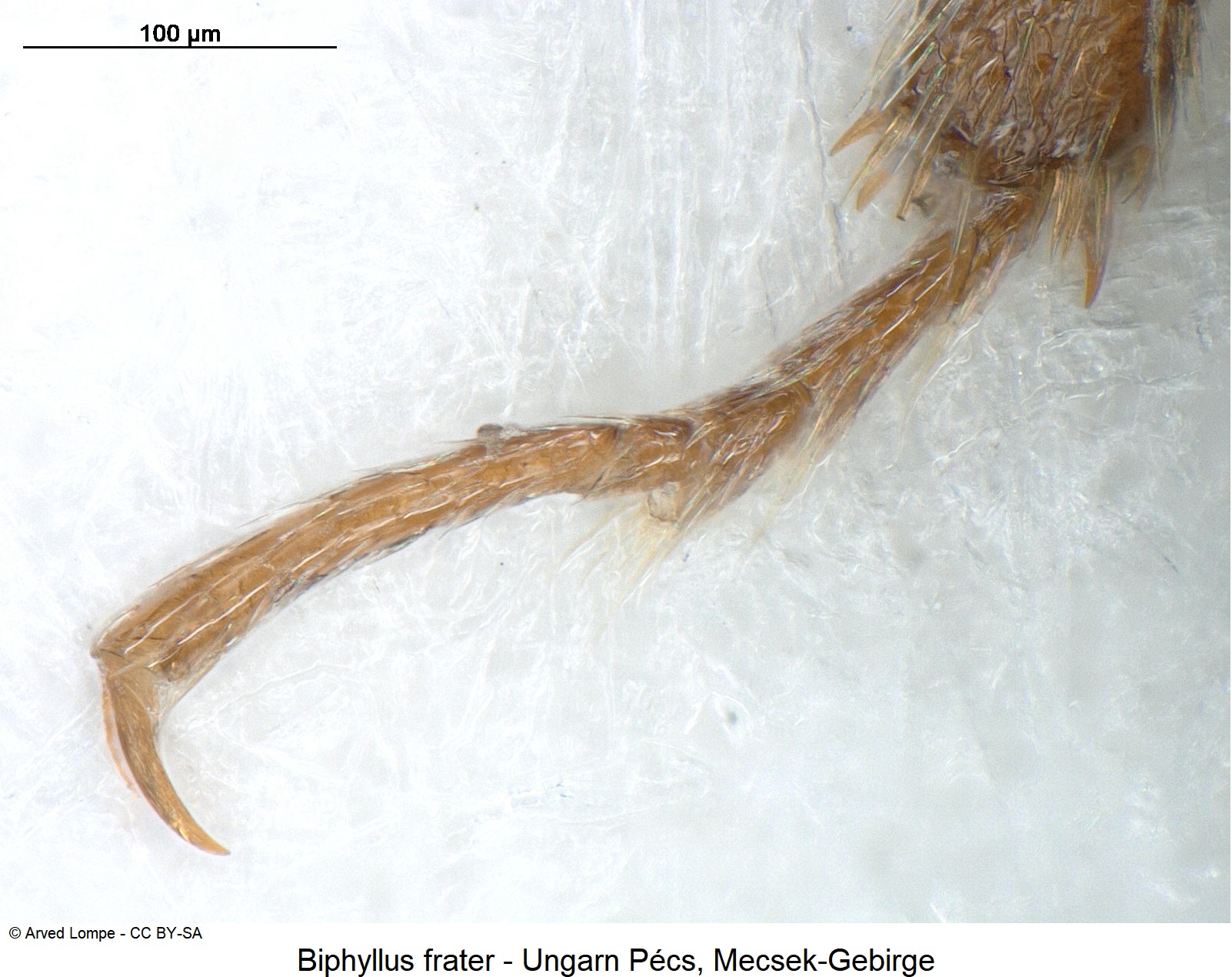 biphyllus_frater_ck37176079_htr.jpg