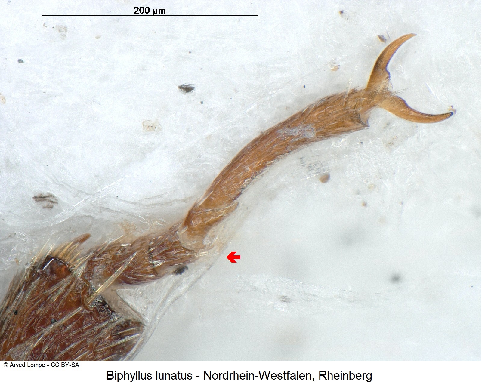 biphyllus_lunatus_ck24952_vtr.jpg