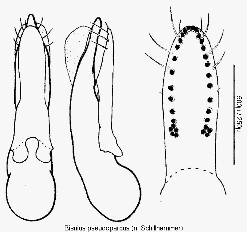 bisnius_pseudoparcus.gif