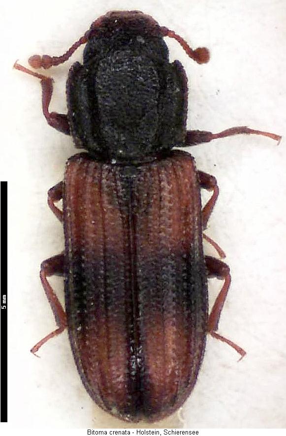 bitoma_crenata_hab.jpg