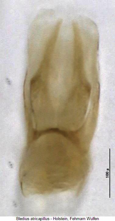 bledius_atricapillus.jpg