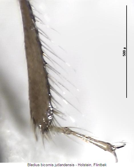 bledius_bicornis_hschn.jpg