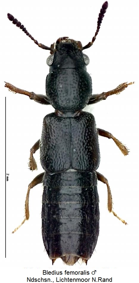 bledius_femoralis_hab.jpg