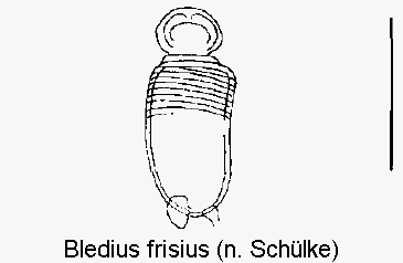 bledius_frisius_sperm.gif