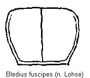 bledius_fuscipes_hsch.gif