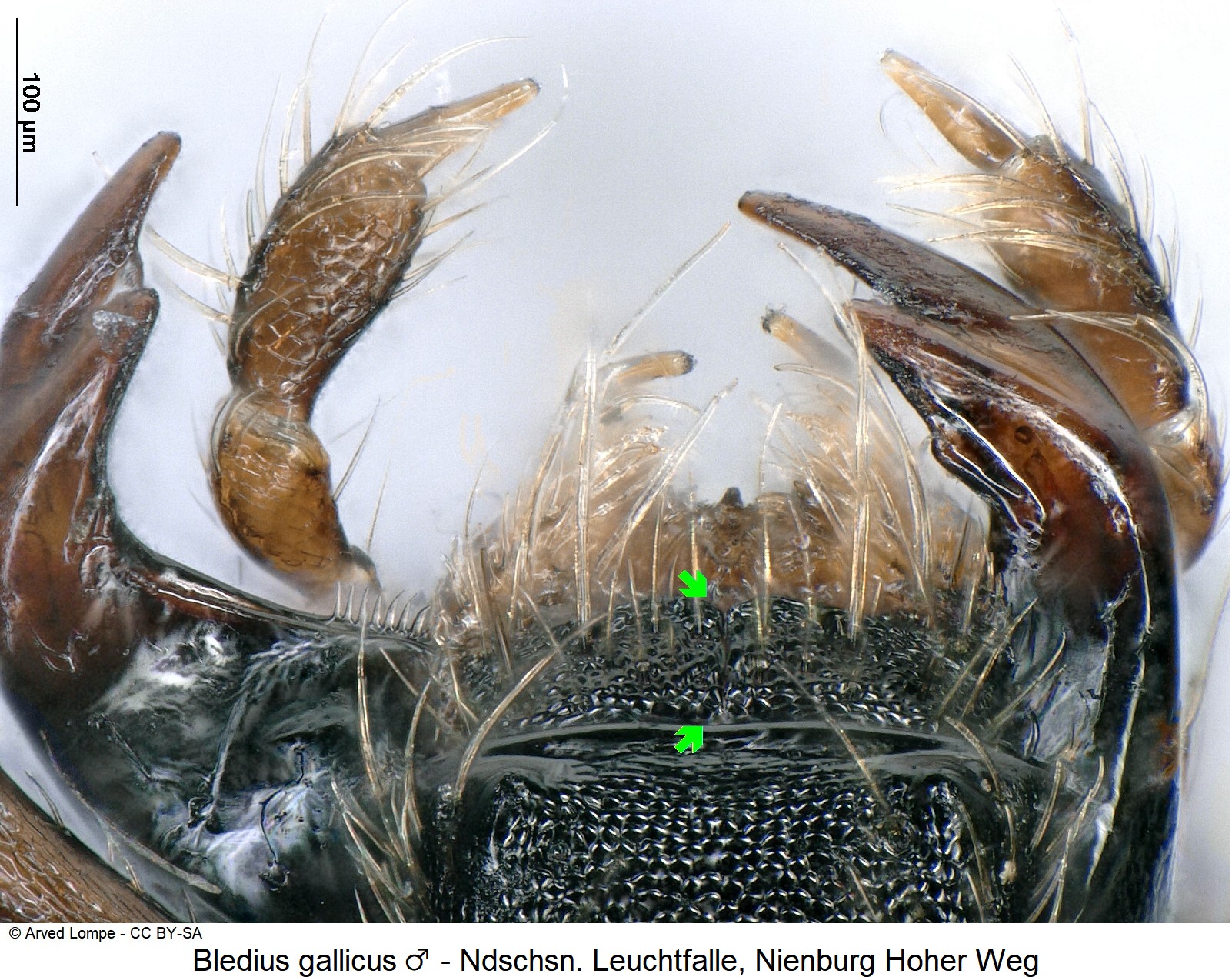 bledius_gallicus_ck36246896_ol-1.jpg