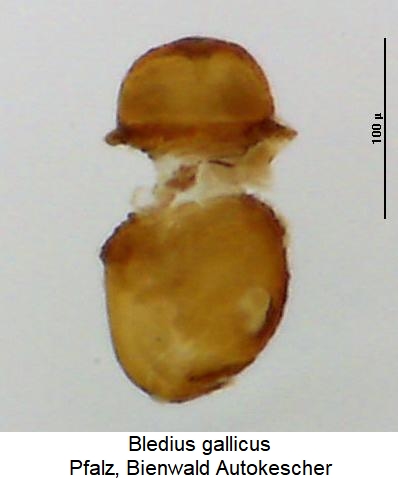 bledius_gallicus_sperm.jpg