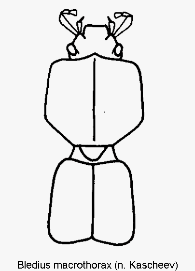 bledius_macrothorax_vk.gif