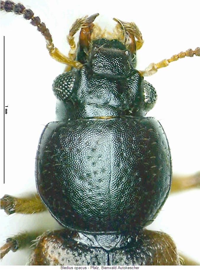 bledius_opacus_vk.jpg