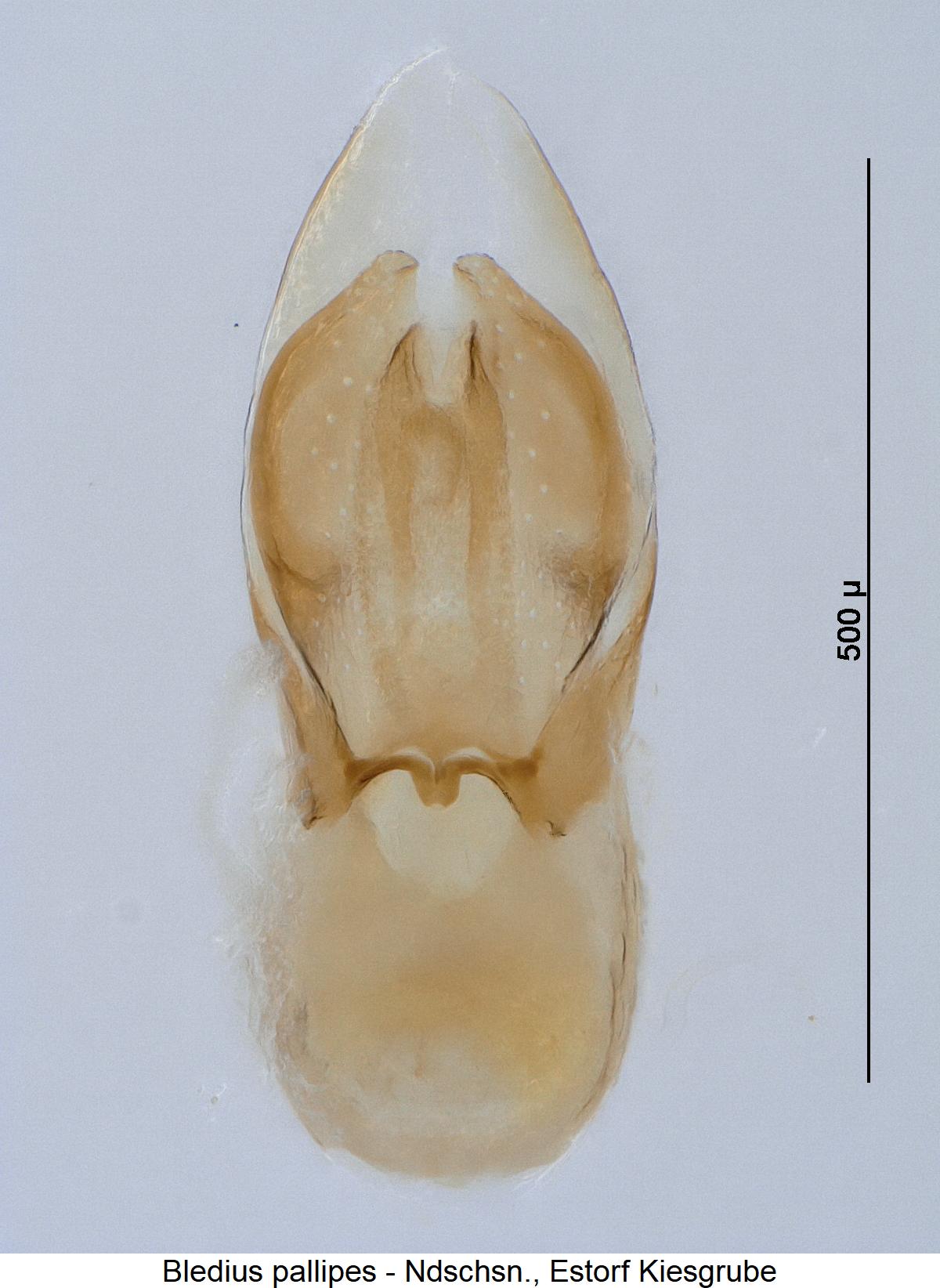 bledius_pallipes2.jpg