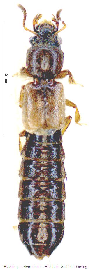 bledius_praetermissus_hab.jpg