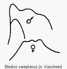 bledius_sareptanus_k.gif