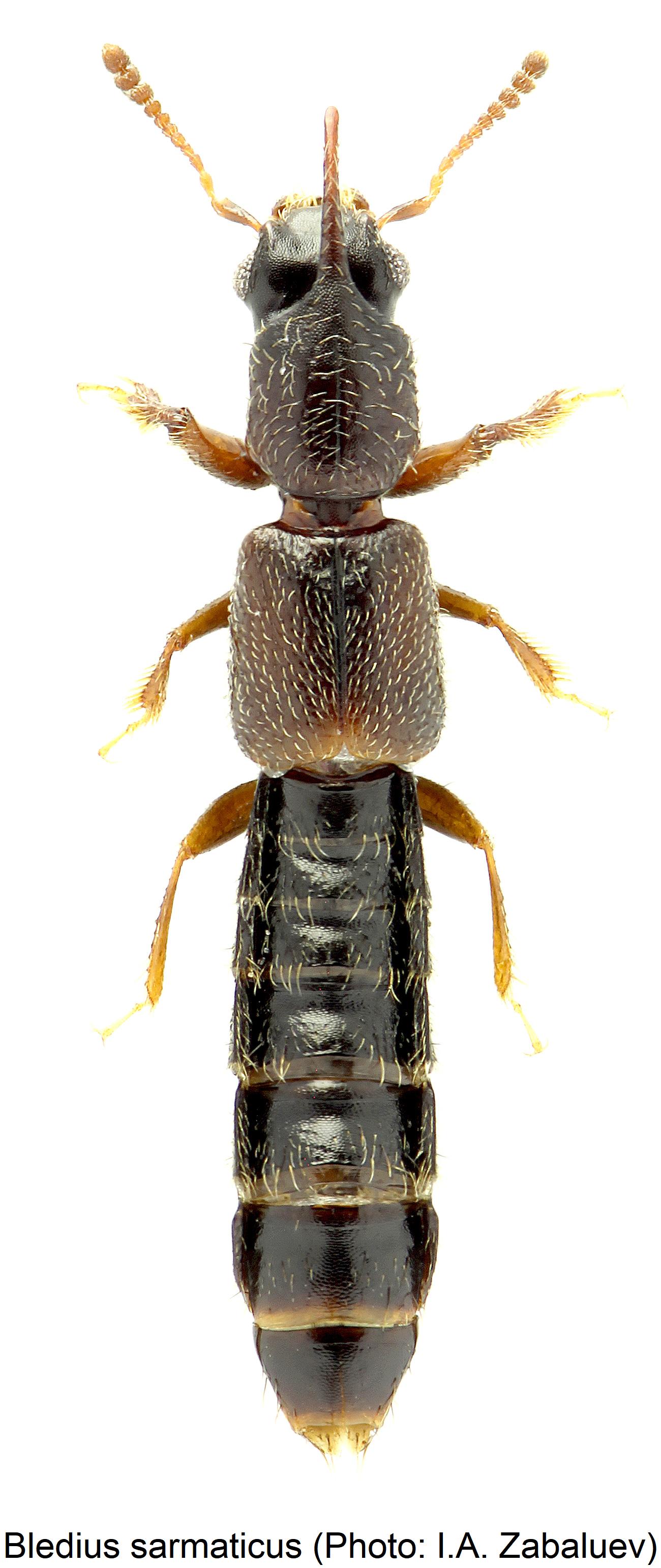 bledius_sarmaticus_hab.jpg